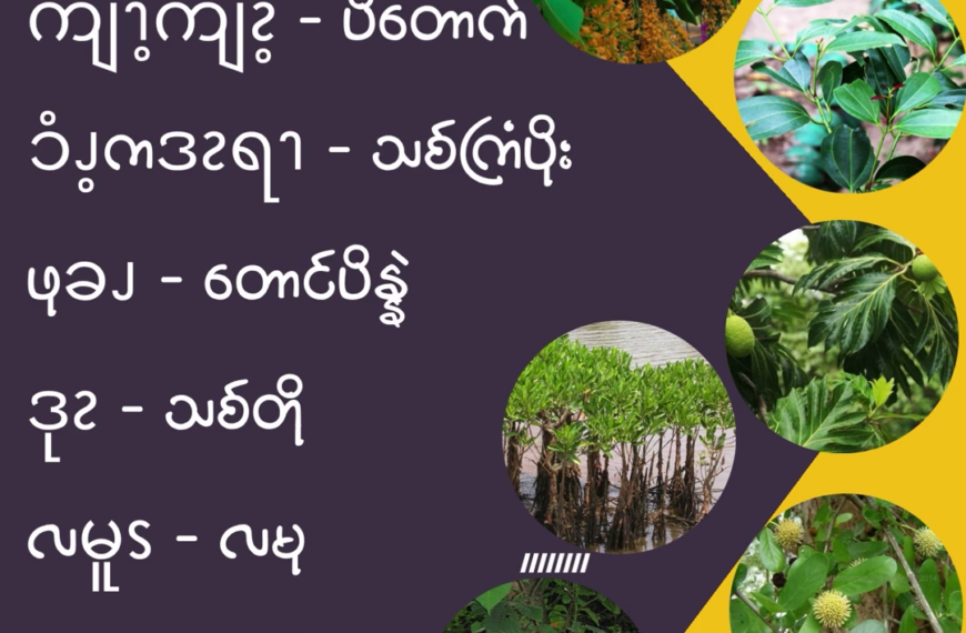 ၥံၪ့အဆၧကိၭလဖၪ – ၈